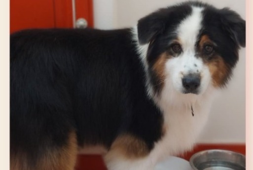 Vermisstmeldung Hund  Weiblich , 12 jahre Vence Frankreich