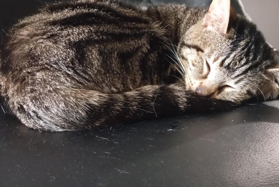 Vermisstmeldung Katze rassenmischung Weiblich , 3 jahre Saint-Étienne Frankreich