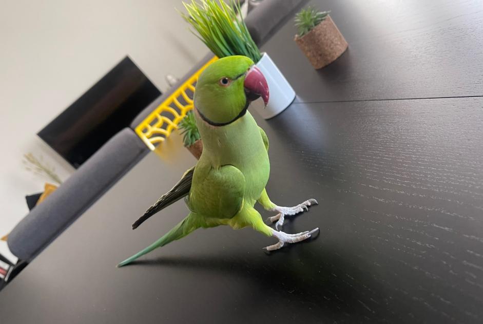 Vermisstmeldung Vogel Männliche , 2026 jahre Saint-Étienne Frankreich
