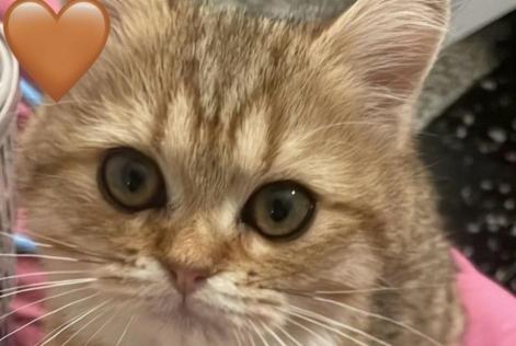 Disappearance alert Cat miscegenation Female , 1 years Cannes France