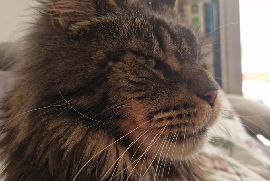 Disappearance alert Cat  Male , 11 years Antibes France