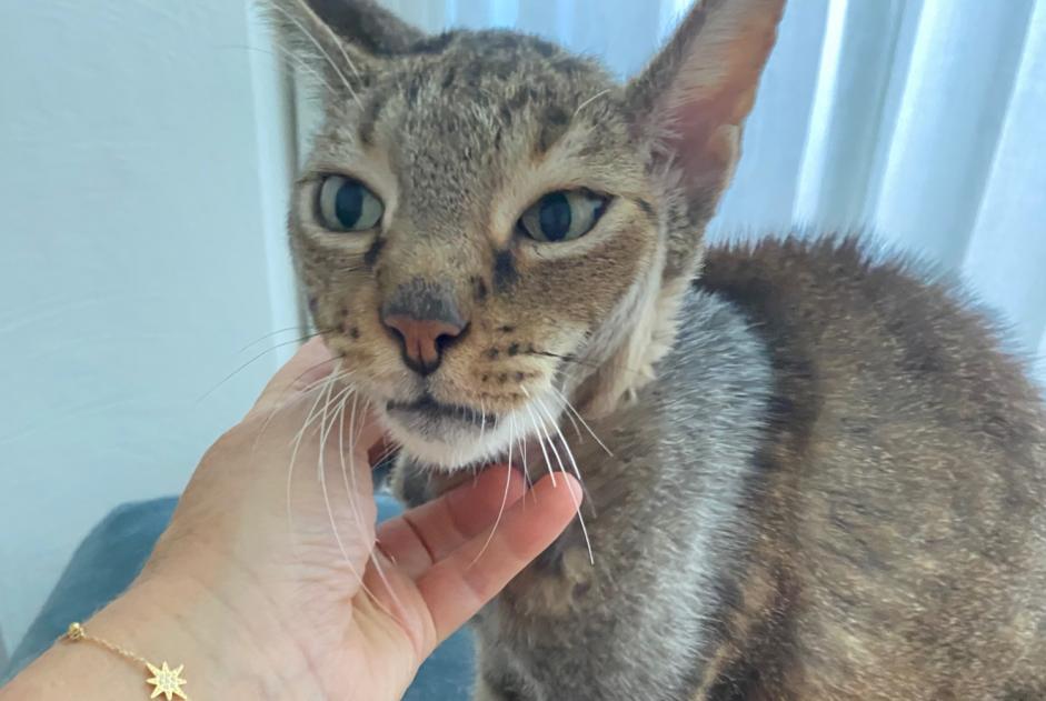 Disappearance alert Cat Male , 6 years Mougins France Disappearance alert Cat Male , 6 years Mougins France