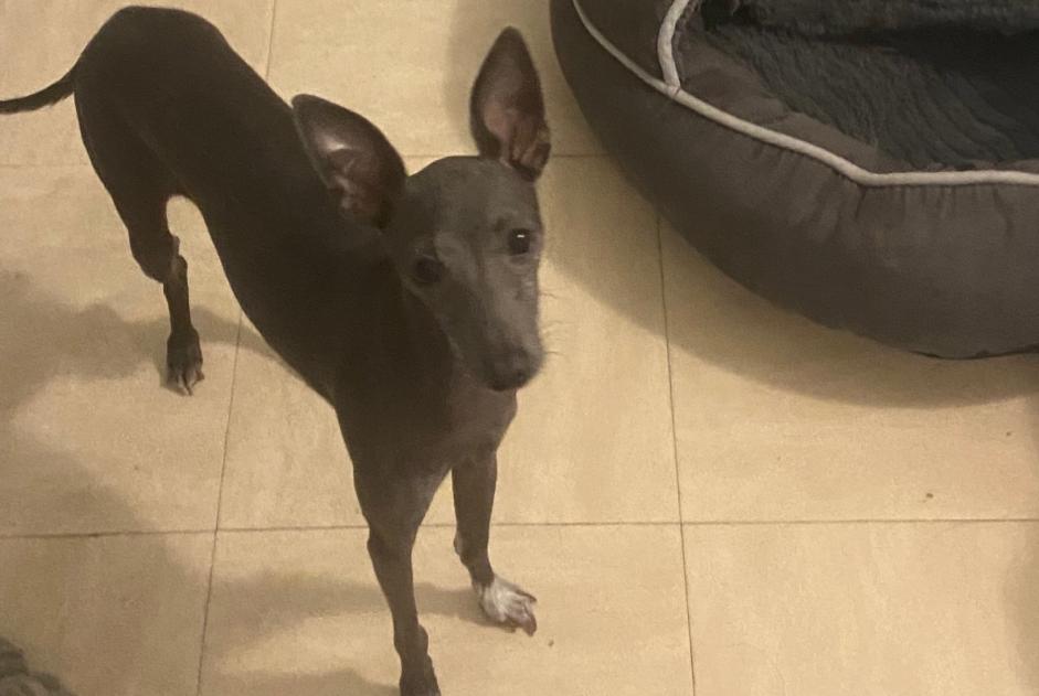 Disappearance alert Dog Female , 2 years Puget-Théniers France Disappearance alert Dog Female , 2 years Puget-Théniers France