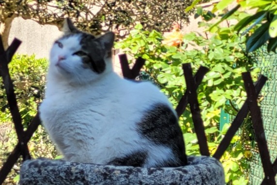 Alerta de Desaparición Gato cruce Hembra , 5 años Mouans-Sartoux Francia