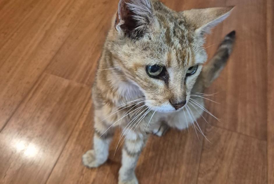 Alerta de Hallazgo Gato Hembra , 12 años Nice Francia