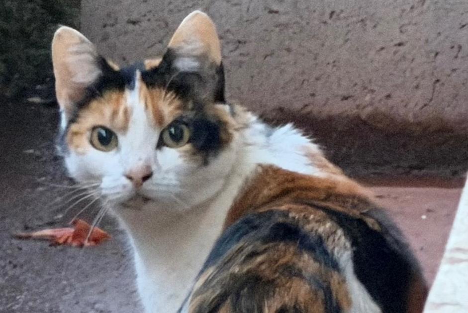 Alerta de Hallazgo Gato  Desconocido Tours Francia