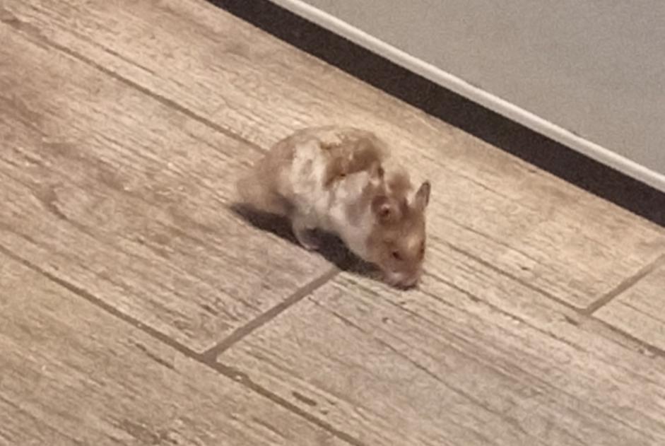 Alerta de Hallazgo Otros Hamster Desconocido Cannes Francia