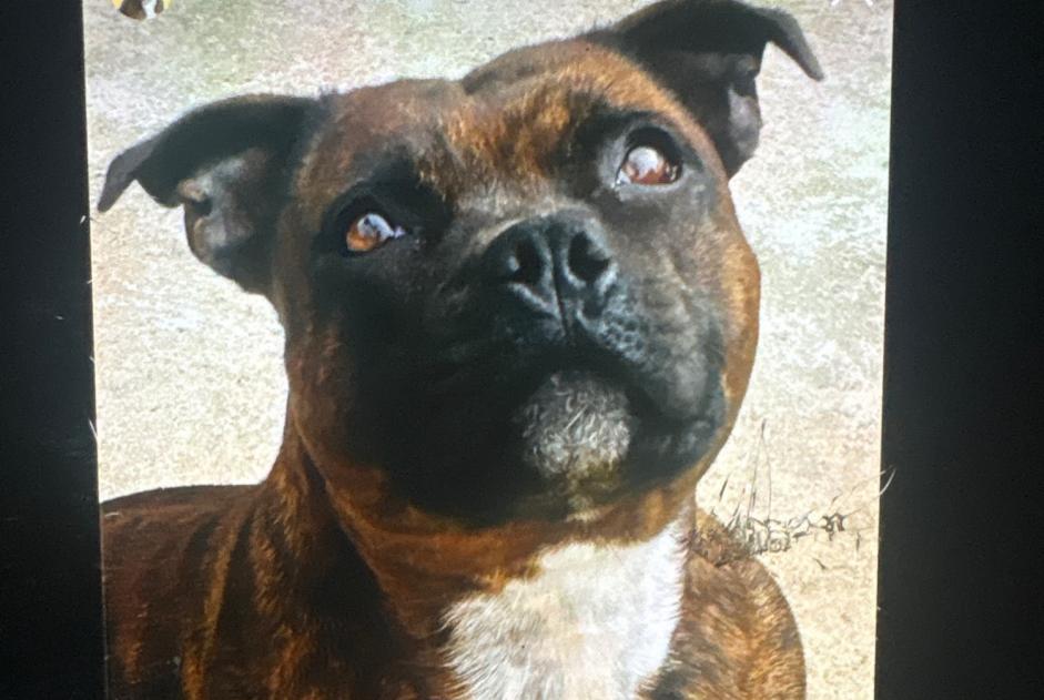 Alerta de Desaparición Perro  Hembra , 3 años Gignac Francia
