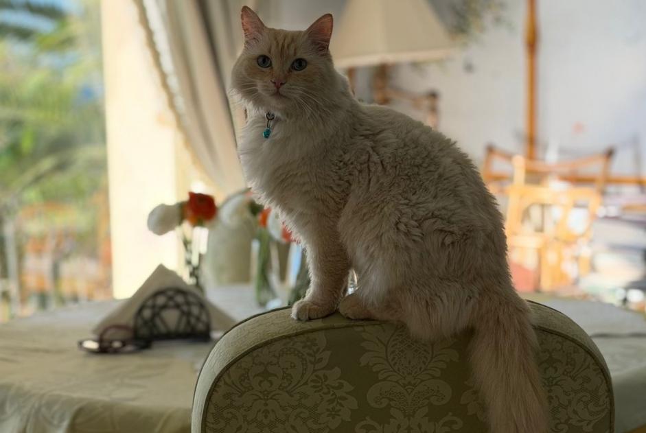 Alerte Disparition Chat  Mâle , 4 ans Cap-d'Ail France