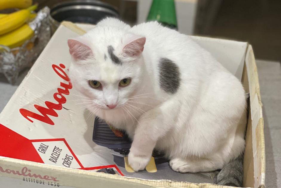 Alerte Disparition Chat Mâle , 8 ans Villeneuve-Loubet France