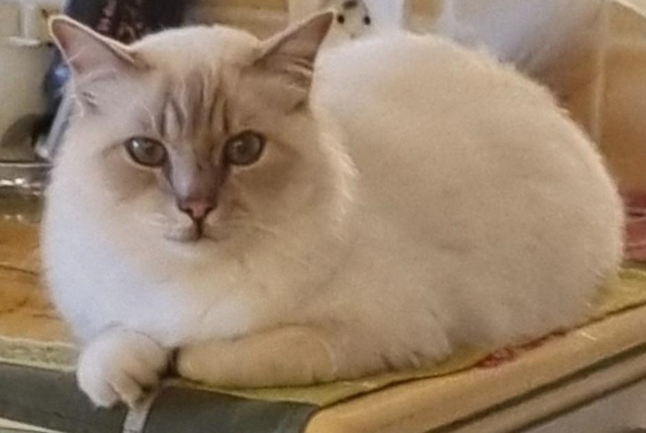 Alerte Disparition Chat  Mâle , 2 ans Vence France