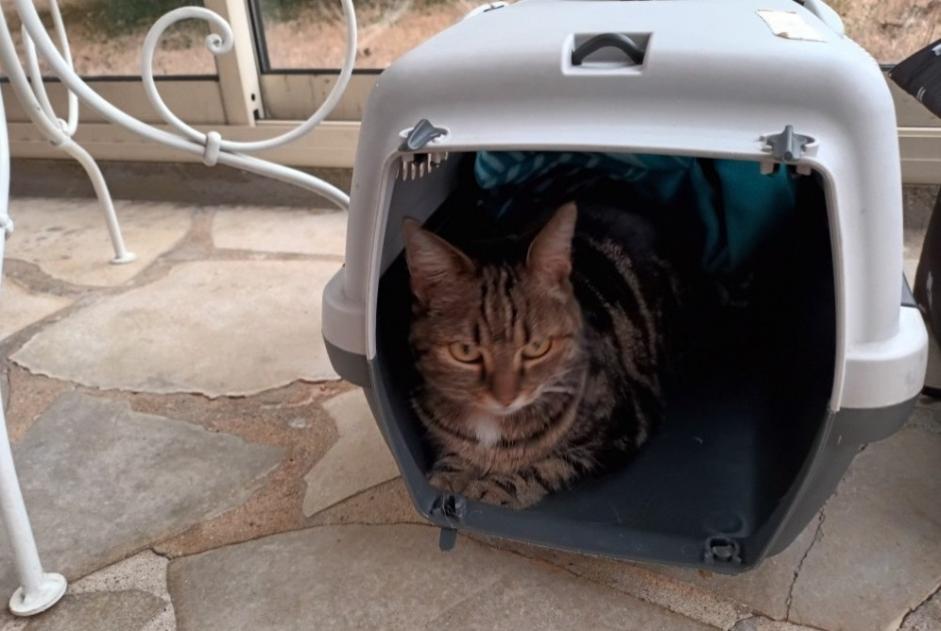 Alerte Disparition Chat croisement Femelle , 9 ans Sainte-Soulle France Alerte Disparition Chat croisement Femelle , 9 ans Sainte-Soulle France
