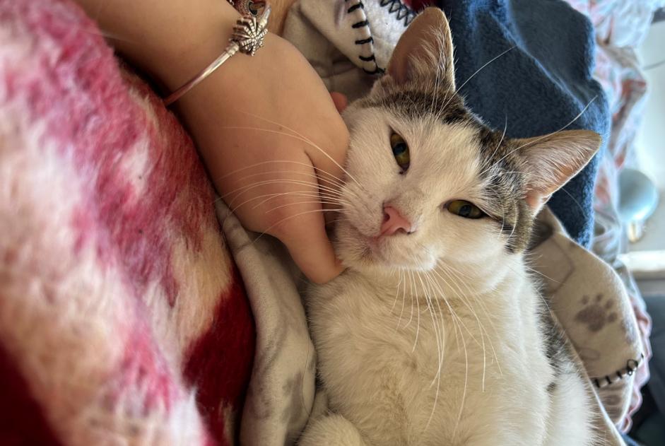 Alerte Disparition Chat Mâle , 3 ans Saze France