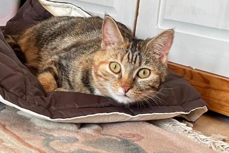 Alerte Disparition Chat  Femelle , 6 ans Faye-la-Vineuse France