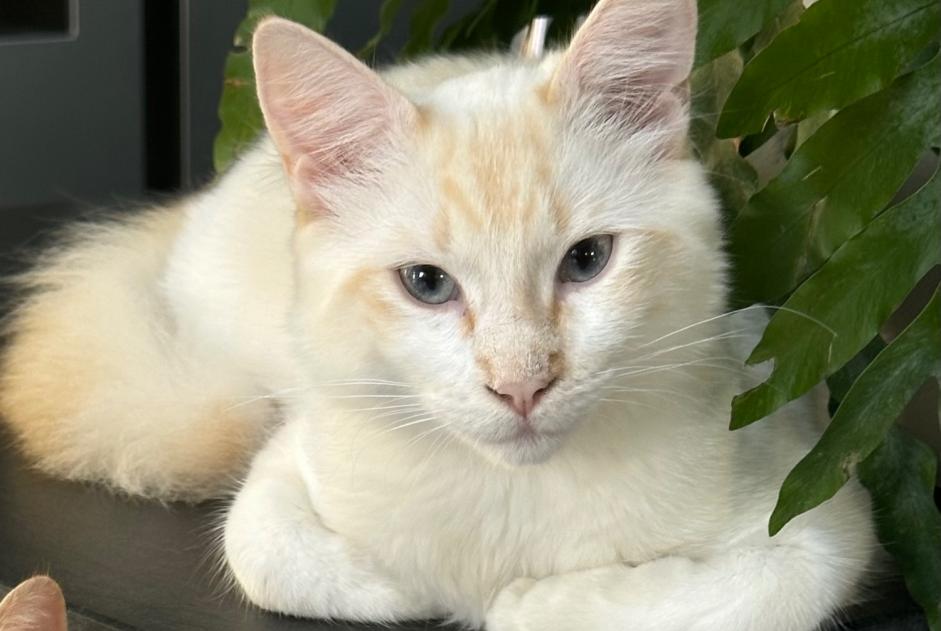 Alerte Disparition Chat croisement Mâle , 1 ans Veigné France