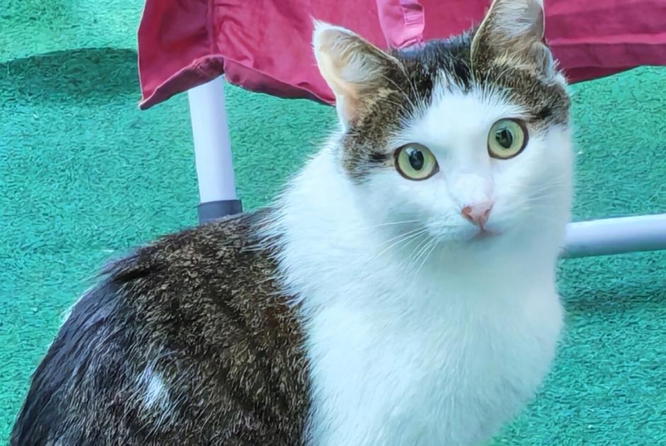 Alerte Disparition Chat Femelle , 1 ans Bourgoin-Jallieu France