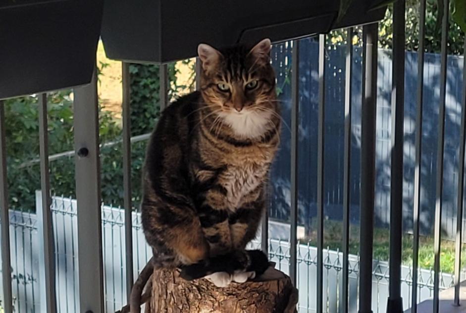 Alerte Disparition Chat croisement Mâle , 9 ans Moirans France