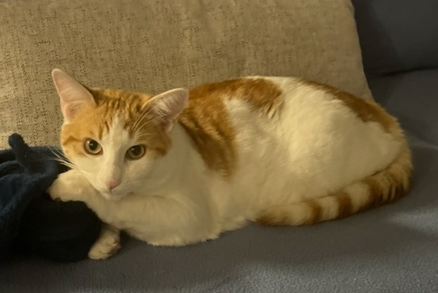 Alerte Disparition Chat croisement Mâle , 1 ans Corenc France