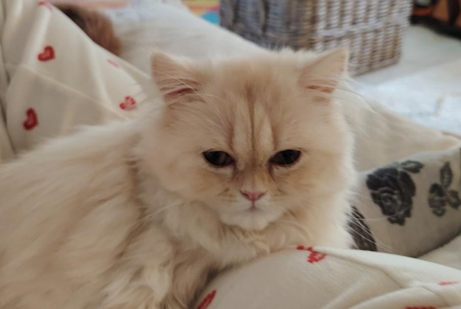 Alerte Disparition Chat  Mâle , 1 ans Lanester France