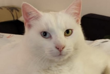 Alerte Disparition Chat Femelle , 8 ans La Celle-Saint-Cloud France
