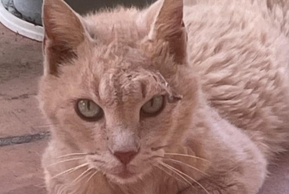 Alerte Découverte Chat Mâle , 5 ans Nîmes France