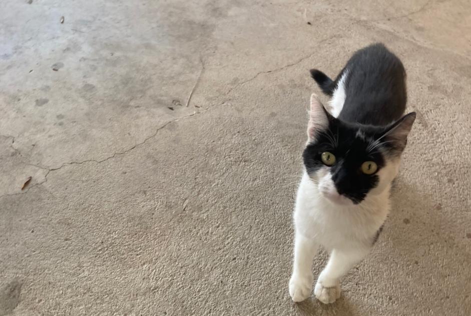 Alerte Découverte Chat Femelle Bévenais France