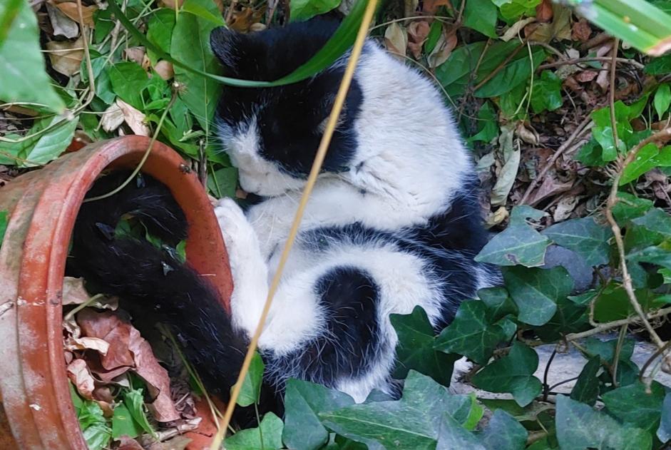 Alerte Découverte Chat Inconnu Cherbourg-en-Cotentin France Alerte Découverte Chat Inconnu Cherbourg-en-Cotentin France