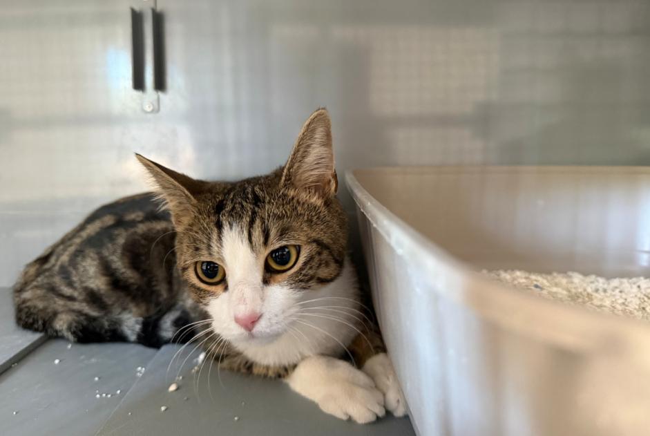 Alerte Découverte Chat  Femelle , 1 année Poissy France