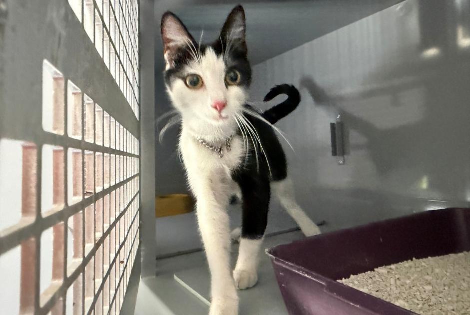 Alerte Découverte Chat  Femelle , 1 année Carrières-sous-Poissy France