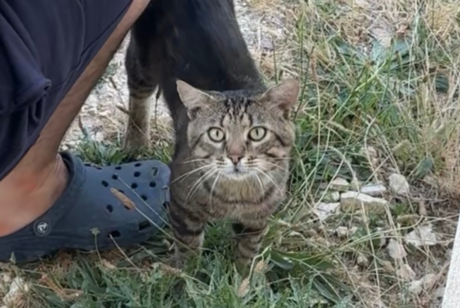 Alerte Découverte Chat croisement Mâle , 2 ans Chapet France