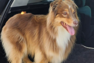 Alerte Disparition Chien  Femelle , 4 ans Rodilhan France