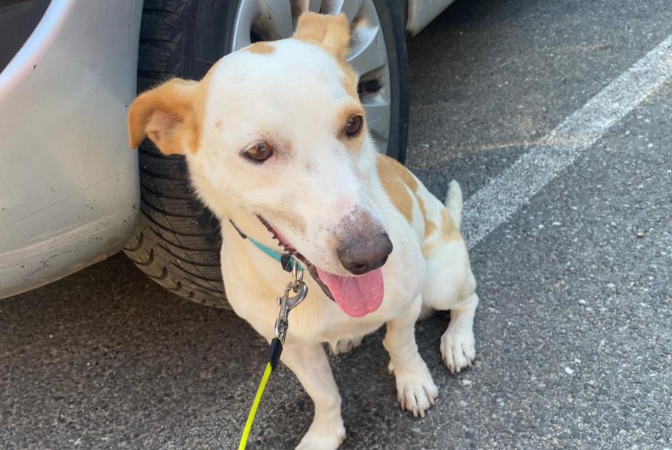 Alerte Découverte Chien croisement Mâle Boé France