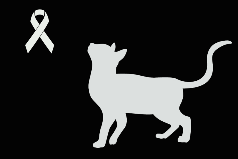 Alerta descoberta Gato Desconhecido Vence France