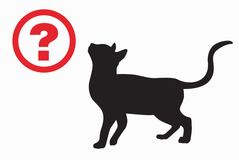 Alerte Découverte Chat Mâle Le Liège France