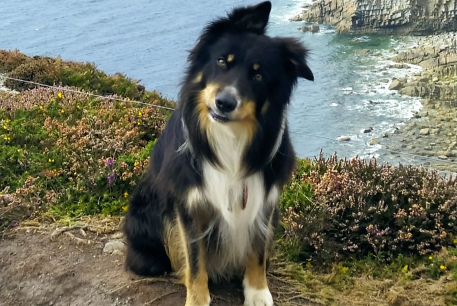 Avviso scomparsa Cane  Maschio , 9 anni Les Châteliers Francia