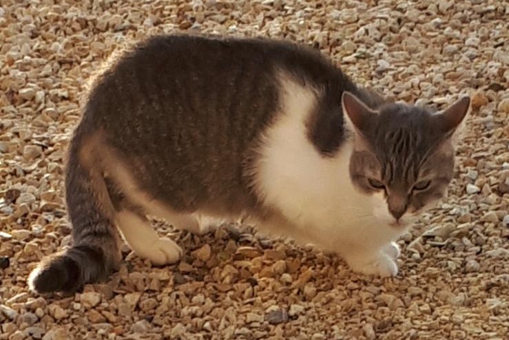 Avviso scomparsa Gatto Femmina , 10 anni Chaveyriat Francia
