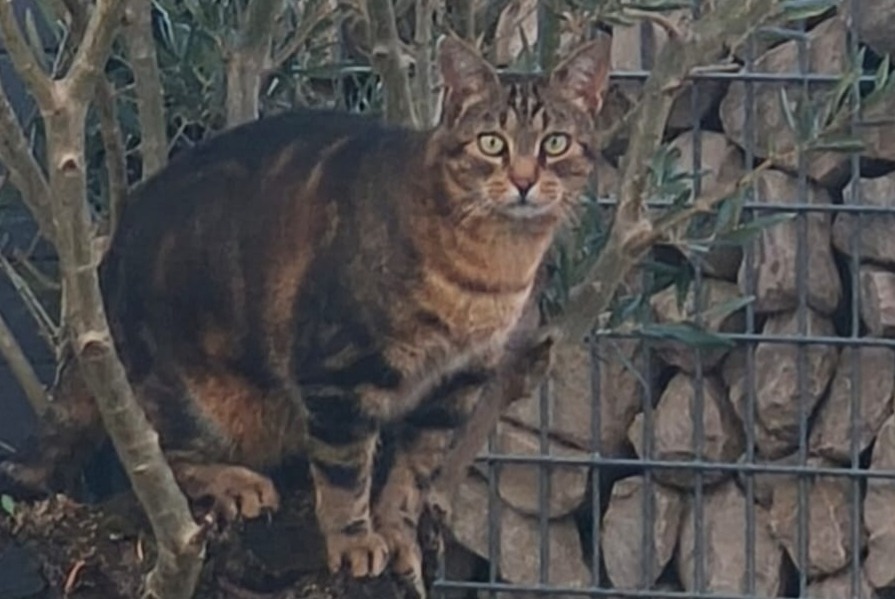 Avviso scomparsa Gatto incrocio di razze Maschio , 10 anni Saint-Rémy Francia