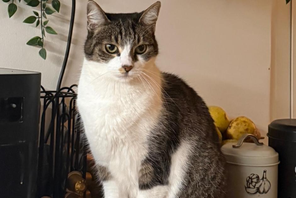 Avviso scomparsa Gatto Femmina , 13 anni Nice Francia Avviso scomparsa Gatto Femmina , 13 anni Nice Francia