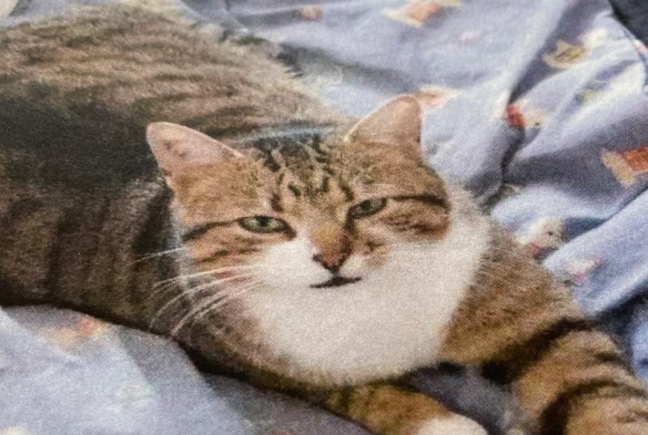 Verdwijningsalarm Kat Mannetje , 6 jaar Saint-Cézaire-sur-Siagne Frankrijk