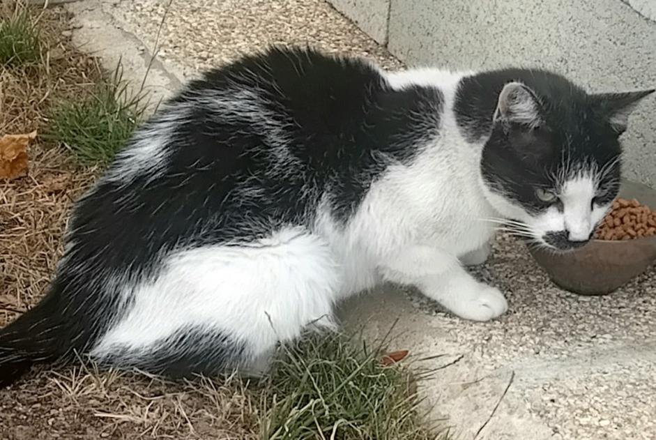 Alerta descoberta Gato Desconhecido Breteuil France